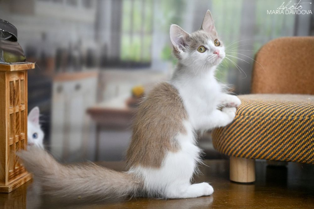 Чудесная кошечка манчкин лонг редкого окраса фавн биколор