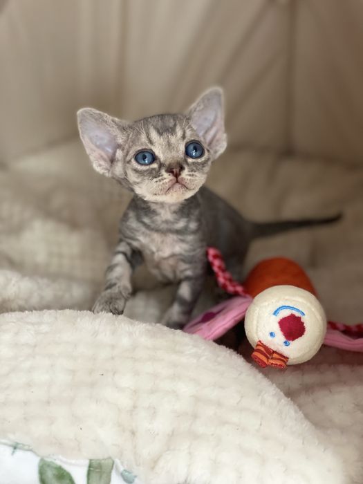 Millie Calvados*PL cudna dziewczynka Devon Rex niebieski klasyk!