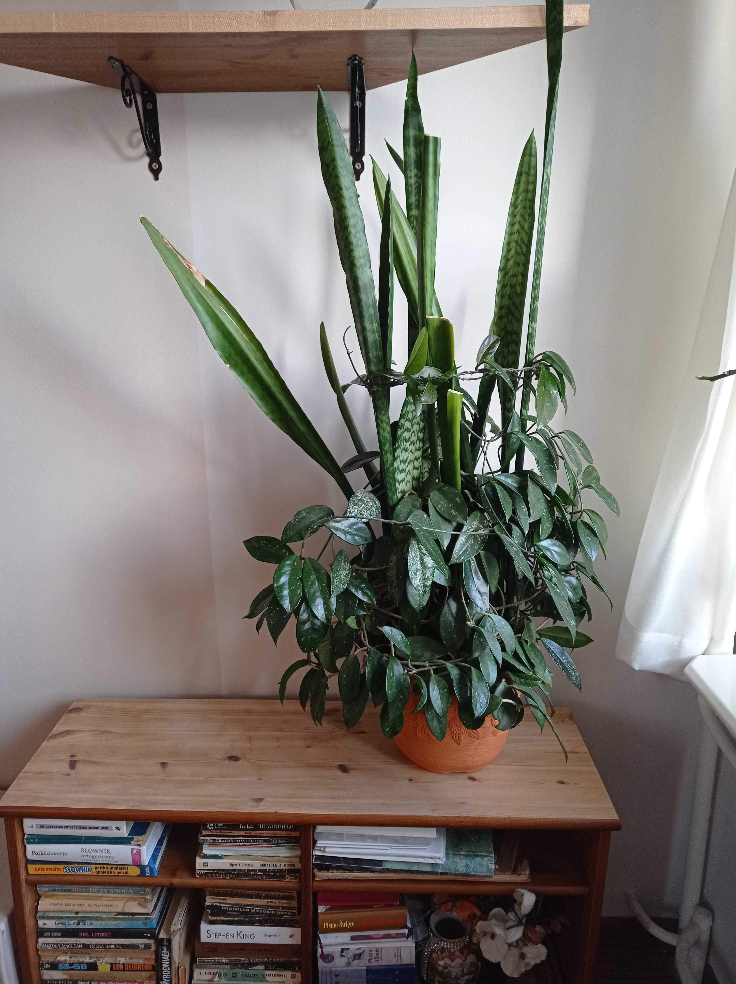 Dracena Beniamin Yuka Wilczomlecz..