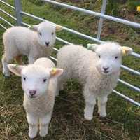 Мини овцы Уэссан, самые маленькие овцы в мире!