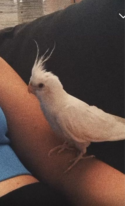 sprzedam parkę nimf