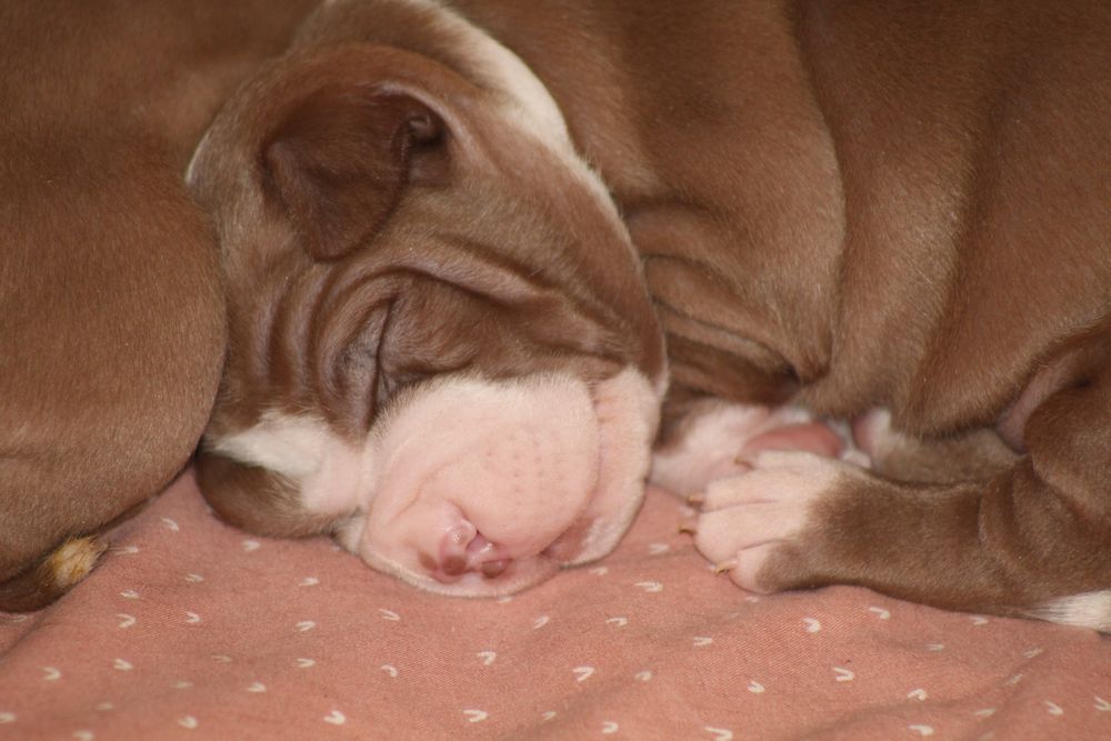 Pit bull szczenię przepiekny Red Nose