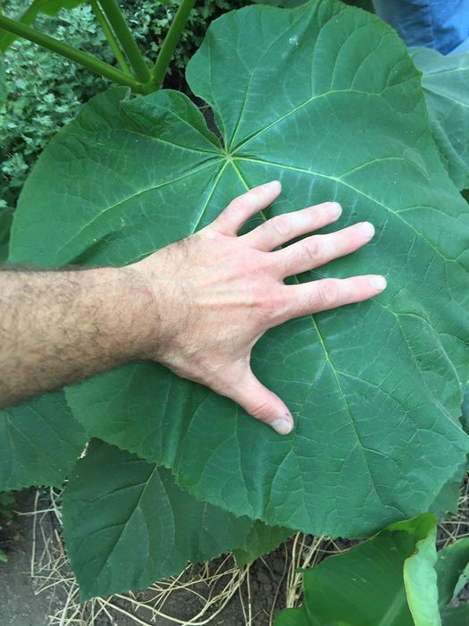 Павловния.Павловнія. Річні саджанці сортів Войлочна,ШанТонг,ПаоТонгZ07