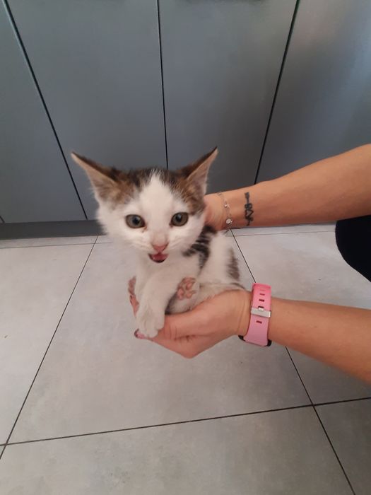 Małe Kotki szukają nowego domu