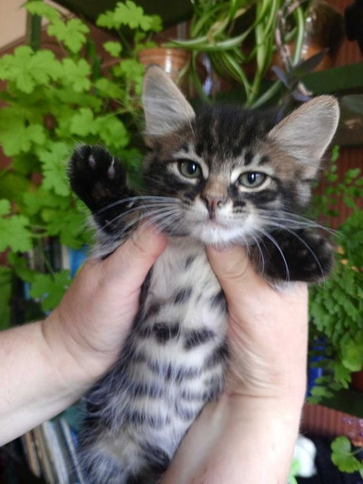 Тигровые котята, 2 мес.