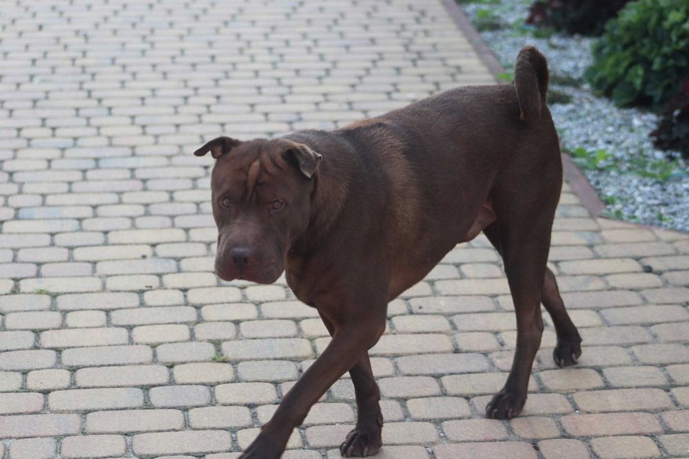 YUKI szuka domu. Pokochaj