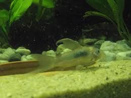 GB Kirysek spiżowy, kirysek metaliczny (Corydoras aeneus)