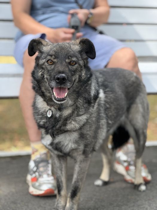 Собака спокійний характер дівчинка нижче коліна