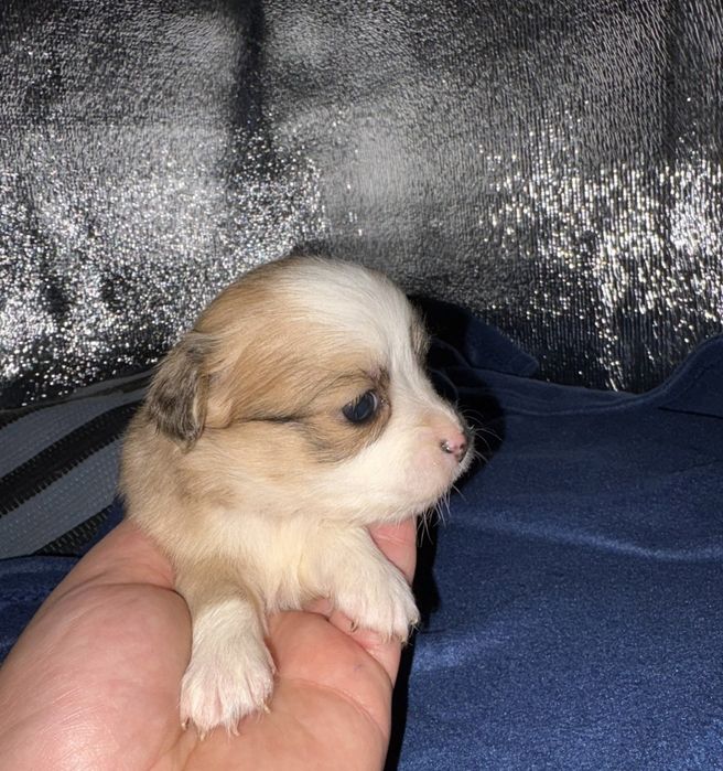 Caezinhos de porte pequeno