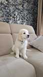 Szczenię Golden Retriever w hodowli Cindy Golden Glory (FCI) ZKwP
