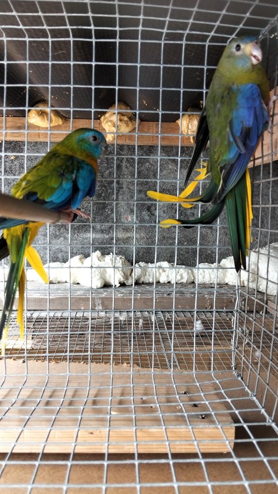Turquosines reprodutores