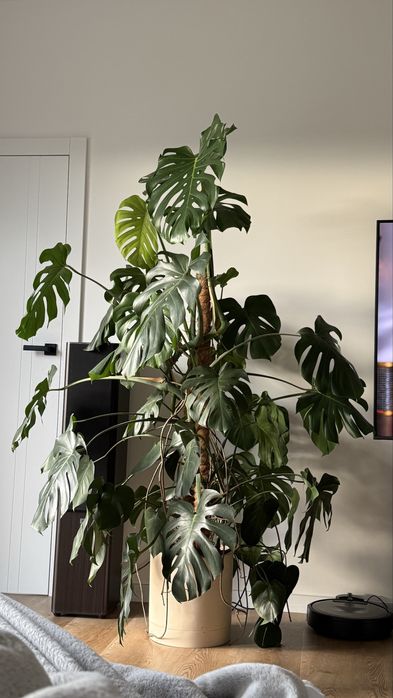 Monstera deliciosa XXL (odbior osobisty)