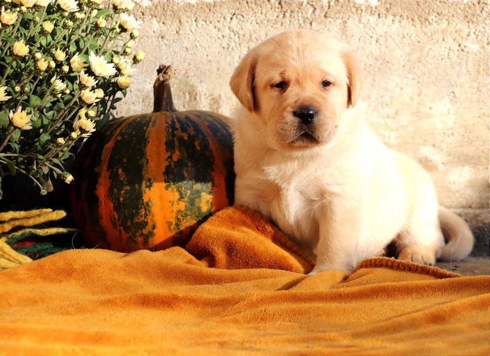 Цуценята Лабрадор ретривер