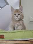 Kremowy kocurek Maine Coon