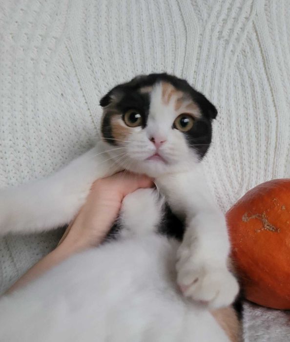 Scottish Straight calico грайлива та мила дівченка з Києва