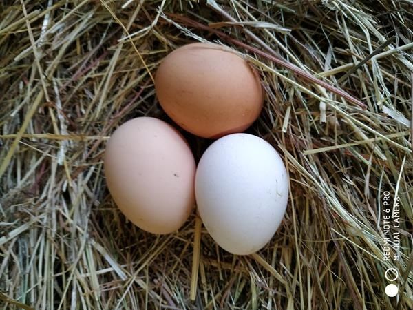 Ovos de galinha do campo