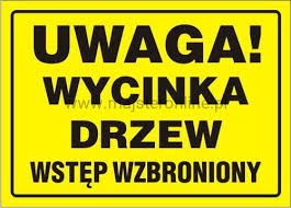 Profesjonalna wycinka i pielęgnacja drzew.