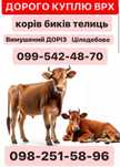 корова бик телиця