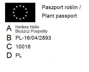 Bluszcz Pospolity - Hedera Helix 15-20cm