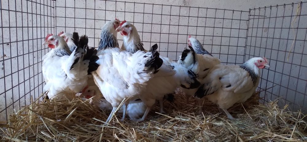 Kury Nioski Rosa z Jajkiem. Wysyłka!