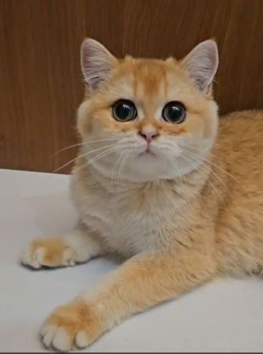 Кошеня кошенята котики котята