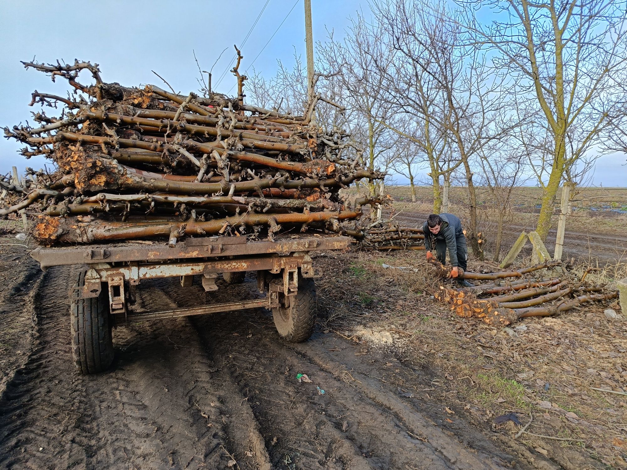 Дрова, яблуня, САМОВИВІЗ. 800 грн/м3.