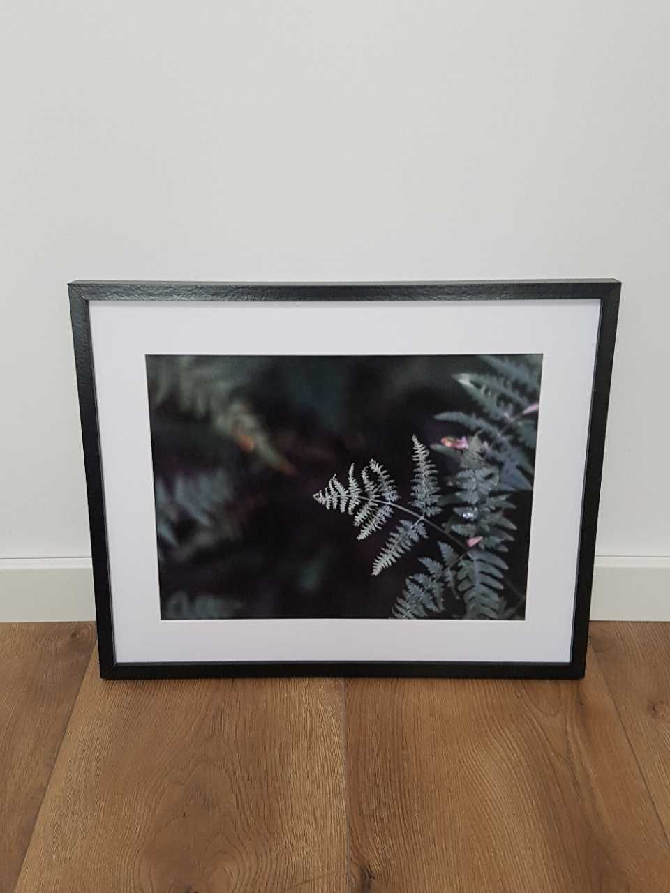 Plakat obraz zdjęcie format A3 30x40 cm paprocie kwiaty las trawy