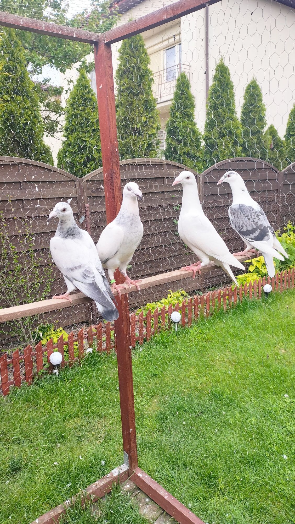 Gołębie staropolskie
