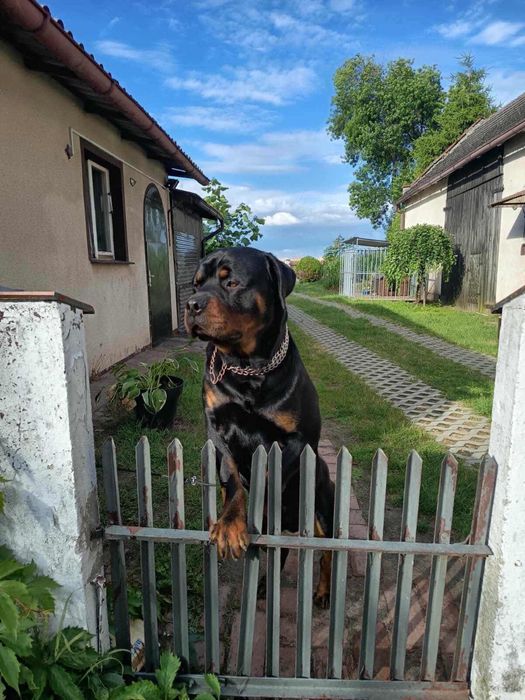 Rotweiller samiec krycie