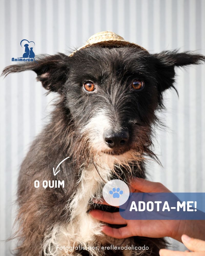 Quim cao porte medio - para adocao