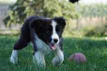 Border Collie ZKwP / FCI czarno biały chłopiec