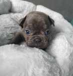 Buldog francuski blue piesek