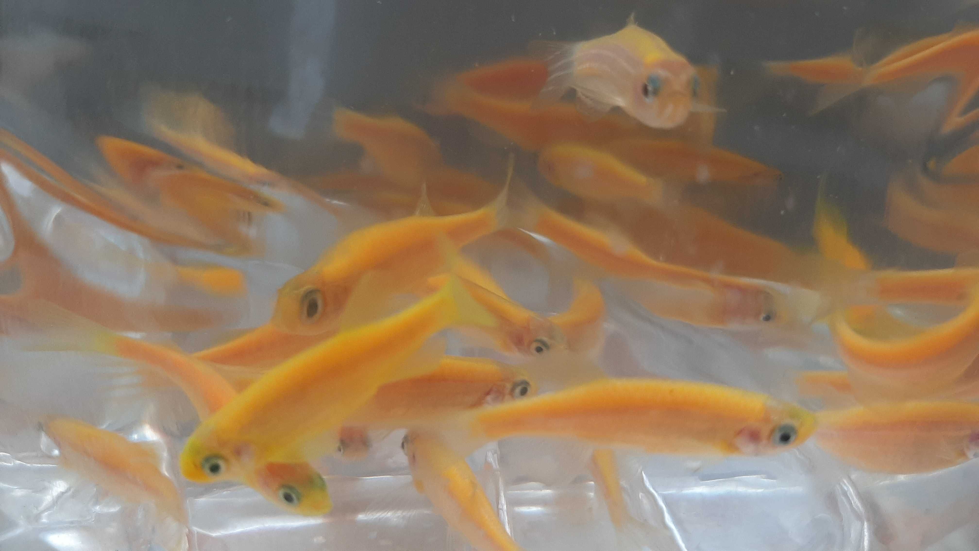 danio pręgowane ( różne kolory)