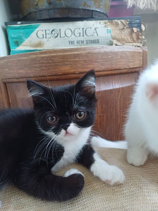 Котенята єкзоти хлопці.