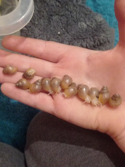 Ахатіни ритікулята