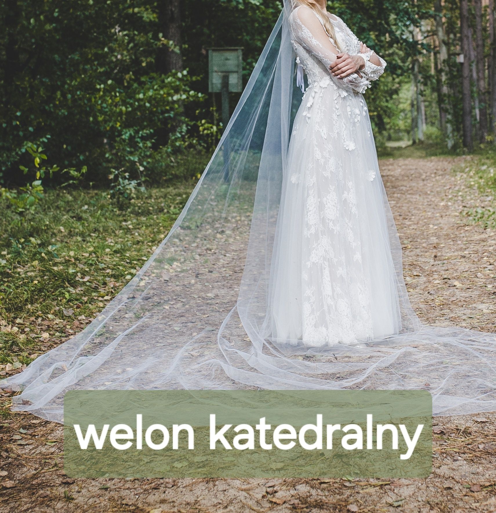 Welon katedralny