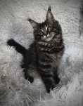 Maine Coon kocurek - zarezerwowany