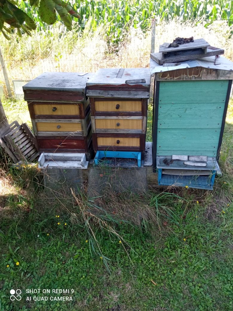Oddam za darmo ule pszczele