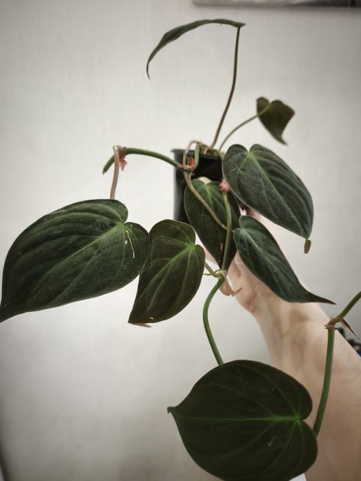 Филодендрон Микантус