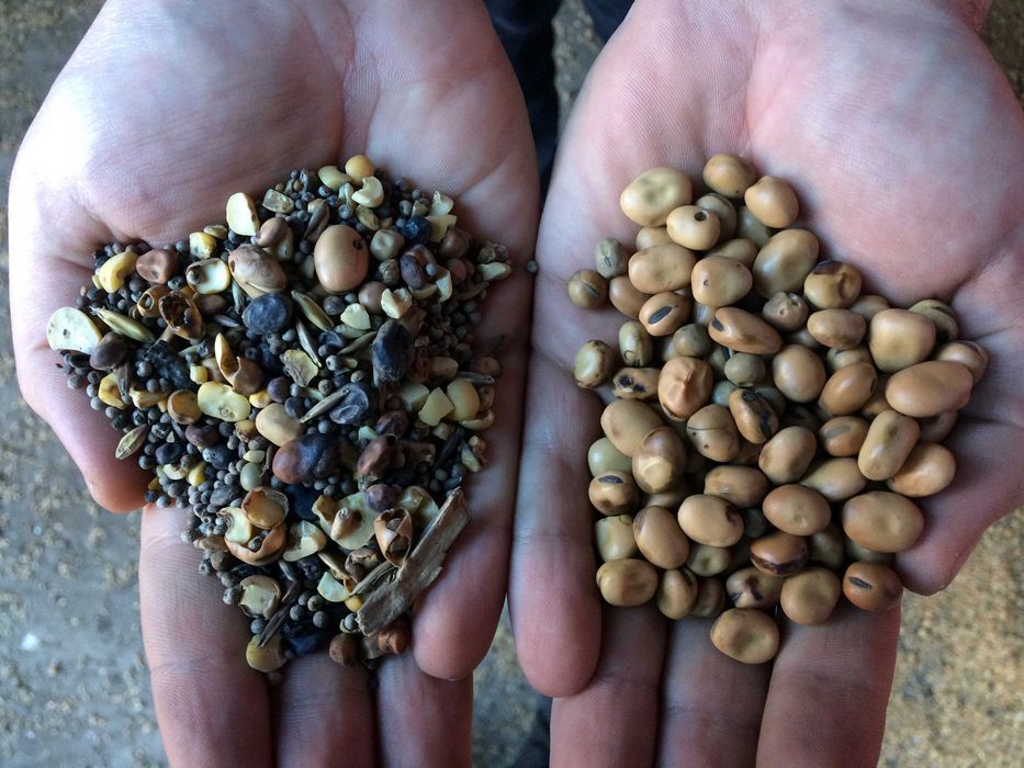 Separator Do Zboża 20 t/h Nierdzewny Czyszczalnia Wialnia do Zboża