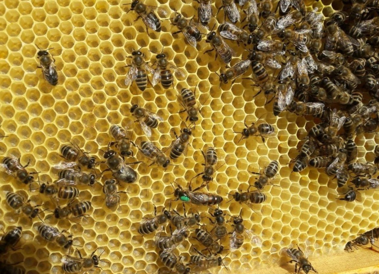 В НАЯВНОСТІ бджоломатки карніка лінії "Пешец"F1 бджоломатка. Матки. М