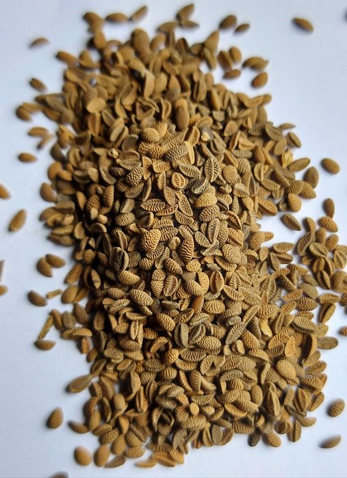 Koniczyna czerwona pakowana OCZYSZCZONE ZIARNO KONICZYNY Dowóz Faktura