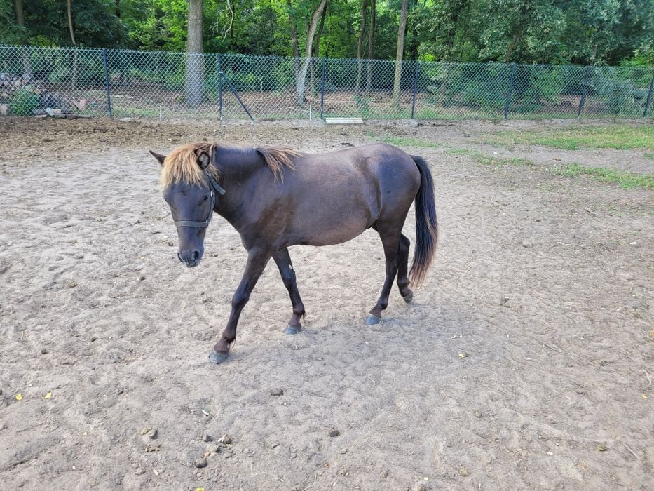 Sprzedam klacz ogiera kuca