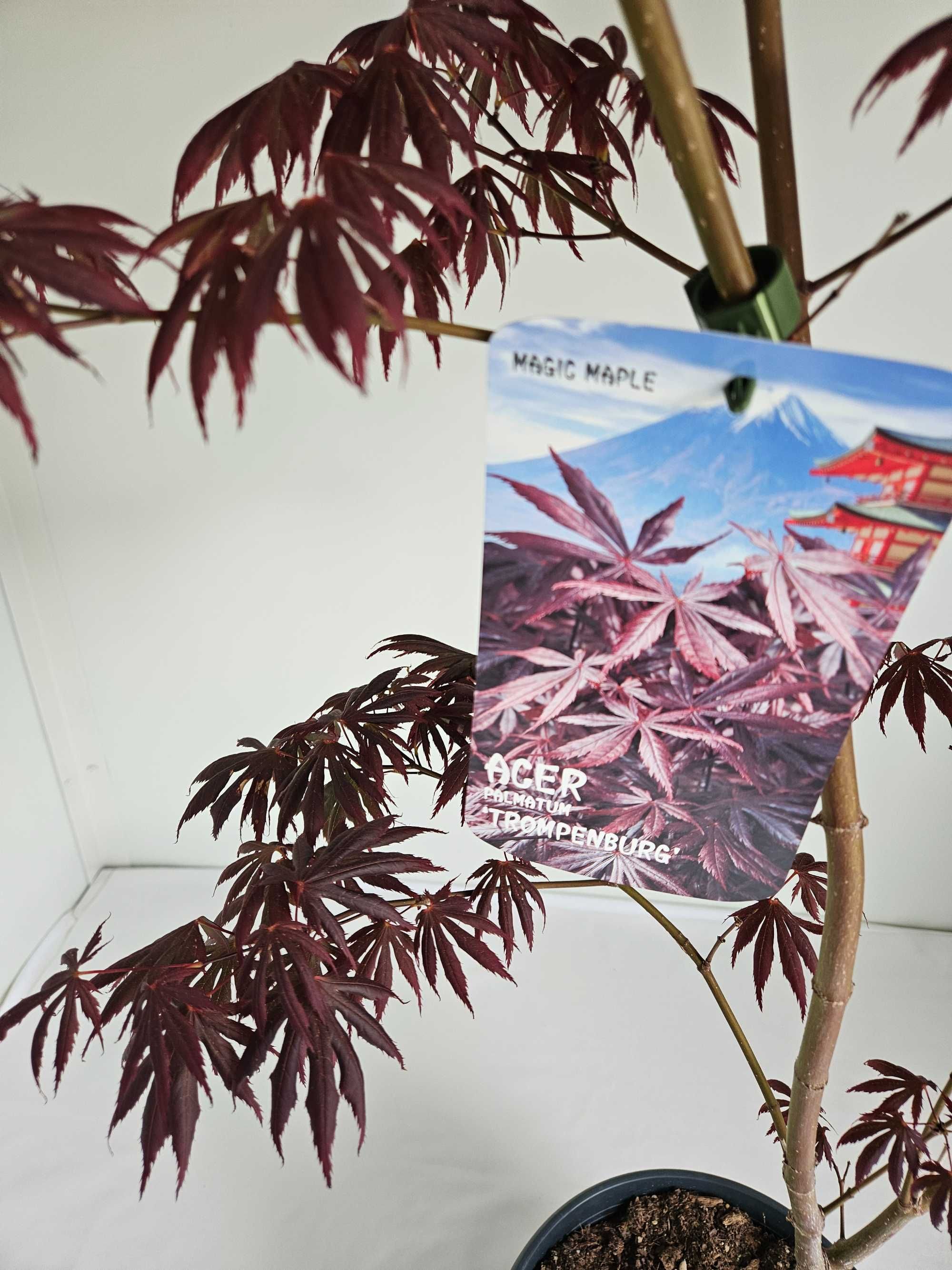 Bonsai – Klon japoński palmowy 'Trompenburg' (Acer palmatum)