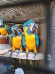 Marianinhas,Araras, amazonas, loris, ring necks