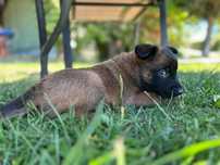 Owczarek belgijski Malinois-szczeniaki