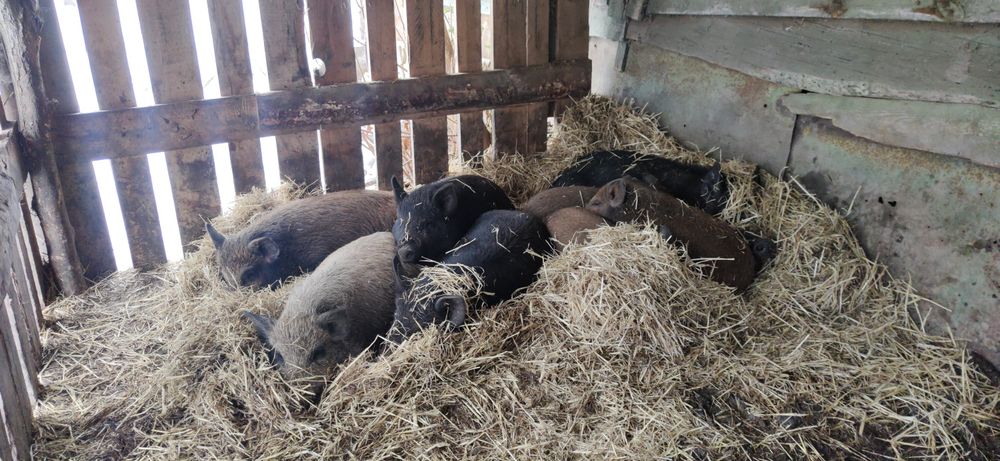 Продаю поросята породи кармали