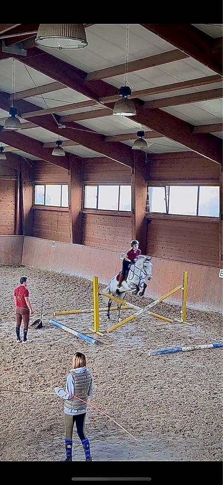 Cavalo Cruzado Portugues