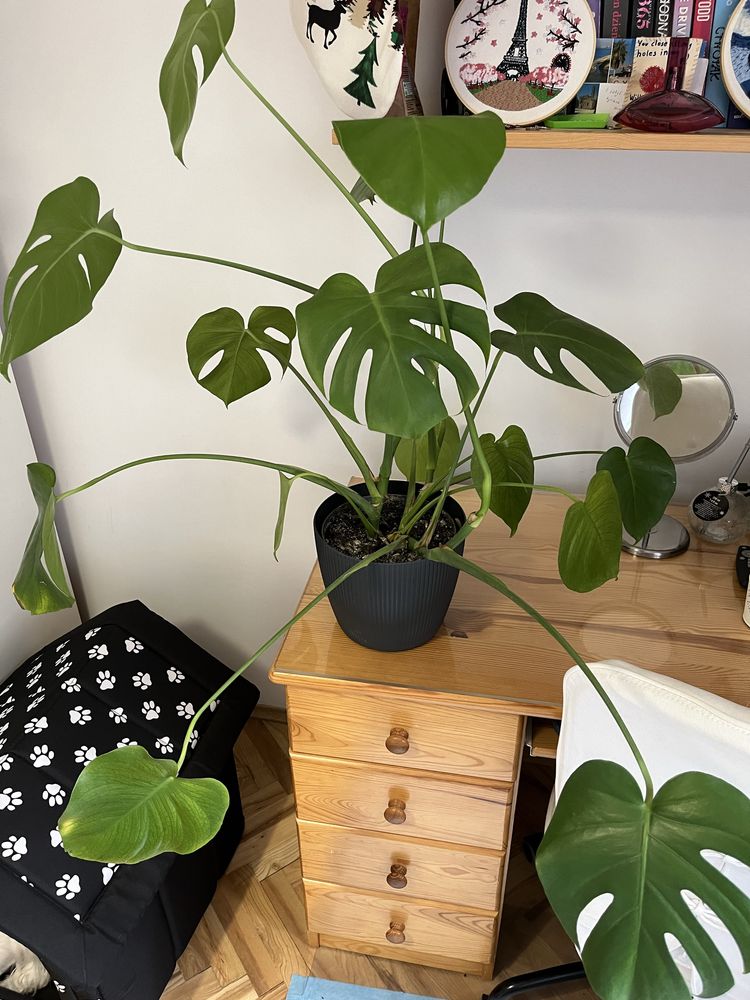 Sprzedam monstere 85 cm