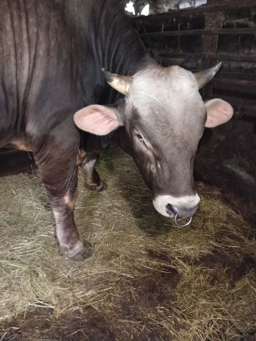 Продам бичка швідськогої породи